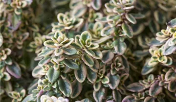 Gold-Thymian 'Aureus'