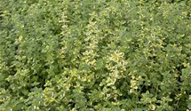Gold-Thymian 'Aureus'