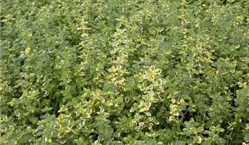Gold-Thymian 'Aureus'