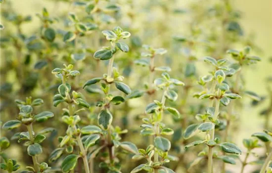 Thymus x citriodorus 'Doone Valley' Thymus x citriodorus 'Doone Valley'