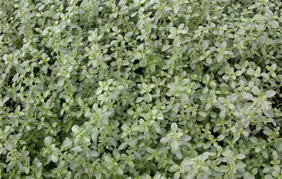 Thymus x citriodorus 'Silver Queen' Thymus x citriodorus 'Silver Queen'
