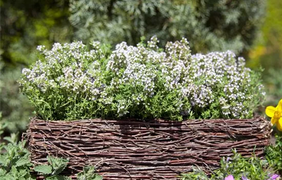 Thymus vulgaris Thymus vulgaris