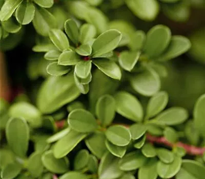 Cotoneaster dammeri 'Eichholz'