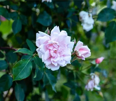 Rosa 'Albertine' Rosa 'Albertine'