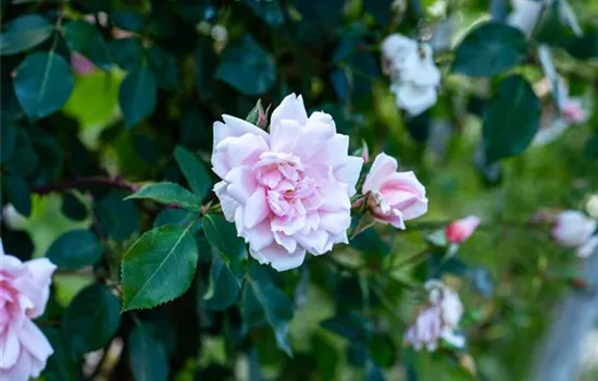 Rosa 'Albertine' Rosa 'Albertine'