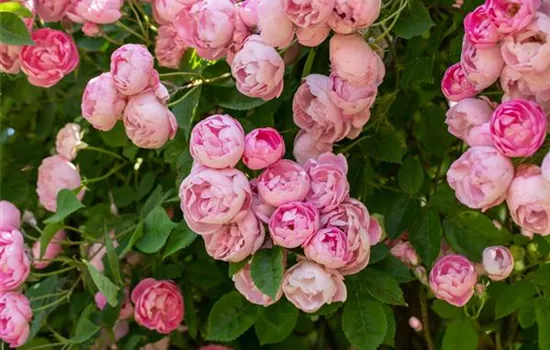 Rosa 'Raubritter' Rosa 'Raubritter'