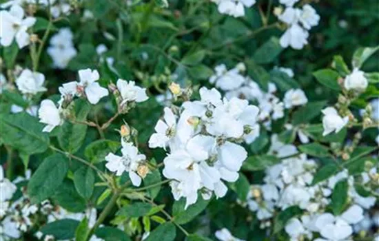 Rosa 'Nana' Rosa 'Nana'