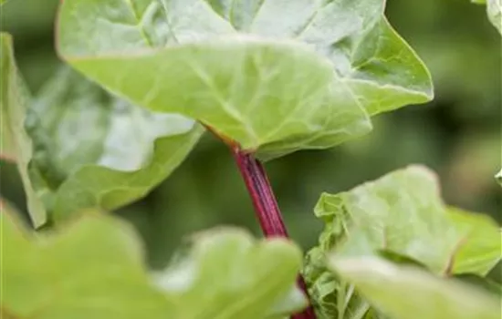Rheum rhabarbarum 'Holsteiner Blut'