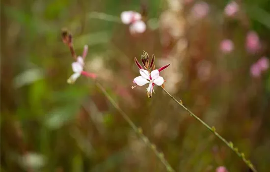 Gaura lindheimeri, weiß Gaura lindheimeri, weiß