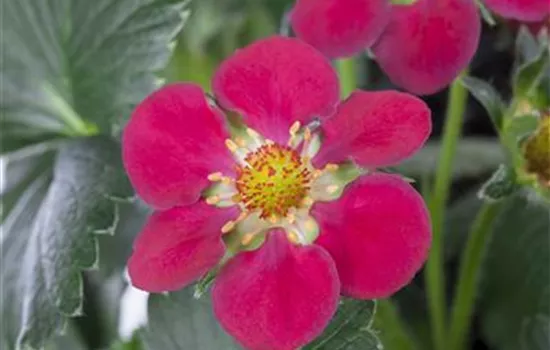 Fragaria x ananassa 'Fragoo® Toscana' Fragaria x ananassa 'Fragoo® Toscana'