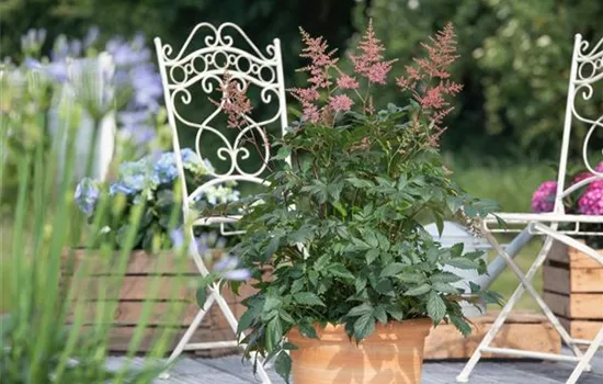 Astilbe japonica, rot Astilbe japonica, rot