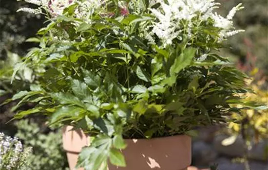 Astilbe x arendsii, weiß Astilbe x arendsii, weiß