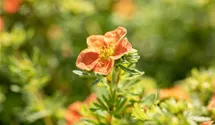Fingerstrauch 'Red Ace'