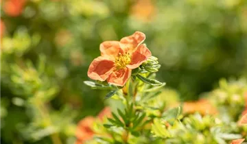 Fingerstrauch 'Red Ace'