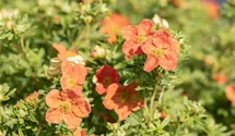 Fingerstrauch 'Red Ace'