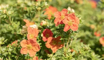 Fingerstrauch 'Red Ace'
