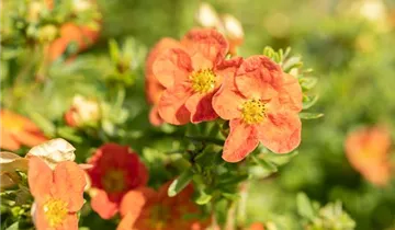Fingerstrauch 'Red Ace'