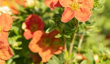 Fingerstrauch 'Red Ace'