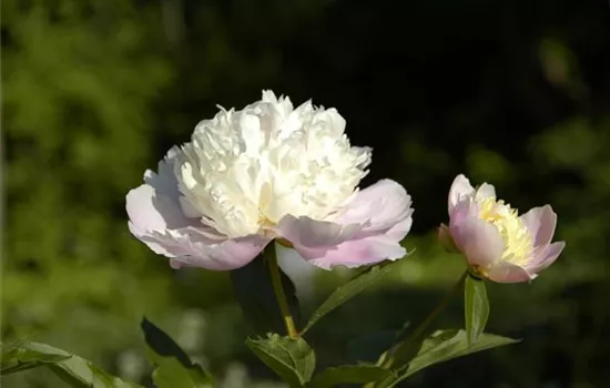 Paeonia lactiflora 'Bowl of Beauty'