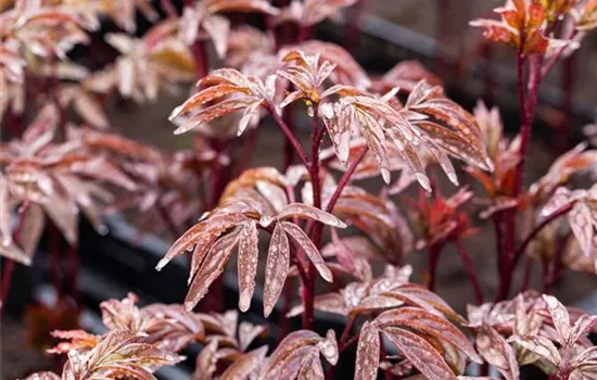 Paeonia lactiflora 'Karl Rosenfield'