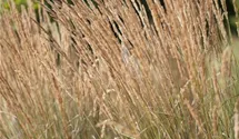 Garten-Reitgras 'Karl Foerster'