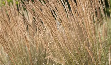Garten-Reitgras 'Karl Foerster'