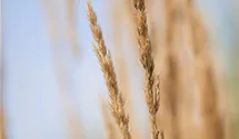 Garten-Reitgras 'Karl Foerster'