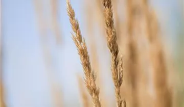 Garten-Reitgras 'Karl Foerster'