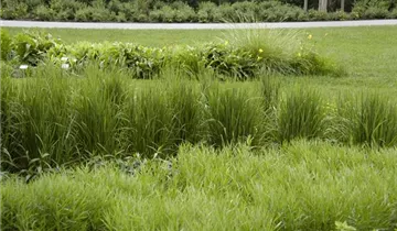 Garten-Reitgras 'Karl Foerster'