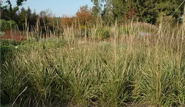 Garten-Reitgras 'Karl Foerster'