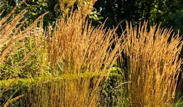 Garten-Reitgras 'Karl Foerster'