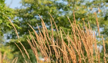 Garten-Reitgras 'Karl Foerster'