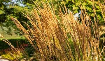 Garten-Reitgras 'Karl Foerster'