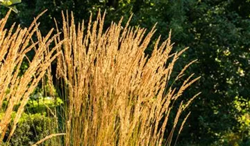 Garten-Reitgras 'Karl Foerster'