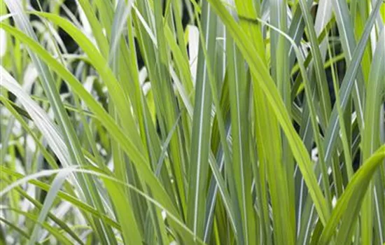 Miscanthus x giganteus Miscanthus x giganteus