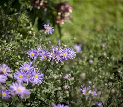 Aster amellus 'Rudolf Goethe' Aster amellus 'Rudolf Goethe'