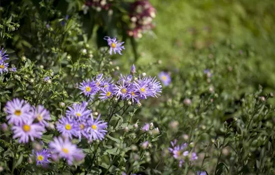 Aster amellus 'Rudolf Goethe' Aster amellus 'Rudolf Goethe'