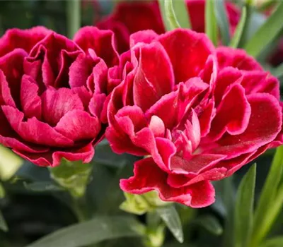 Dianthus caryophyllus, rot