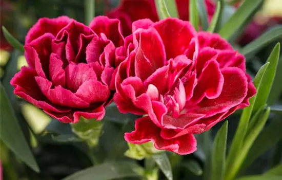 Dianthus caryophyllus, rot Dianthus caryophyllus, rot