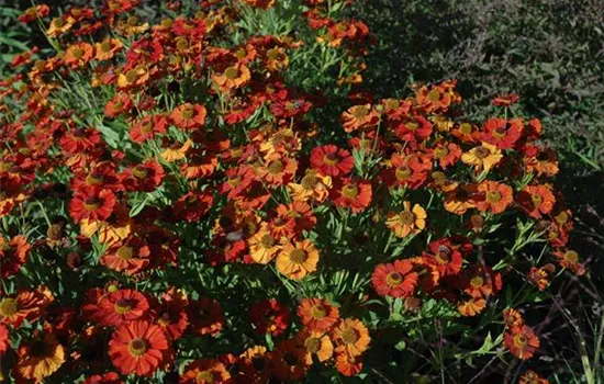Helenium 'Moerheim Beauty'