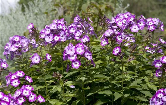 Phlox paniculata 'Wilhelm Kesselring'