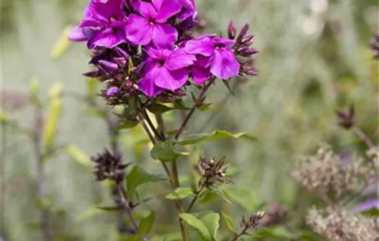 Phlox paniculata 'Starfire'