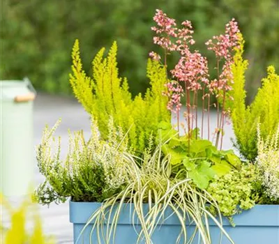 Carex oshimensis 'Eversheen'