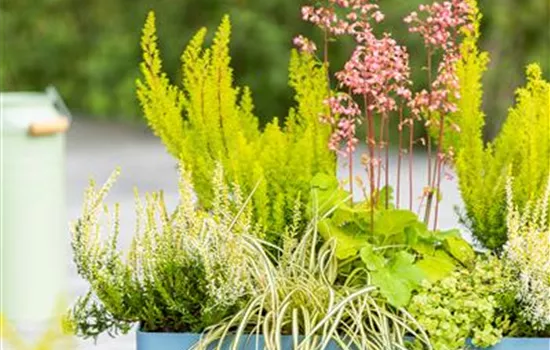 Carex oshimensis 'Eversheen'