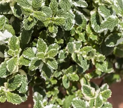 Mentha arvensis