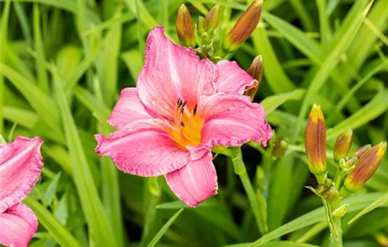 Hemerocallis 'Summer Wine'