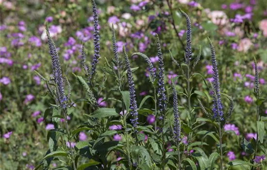 Veronica spicata, blau
