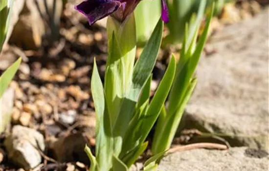 Iris barbata-nana 'Cherry Garden'