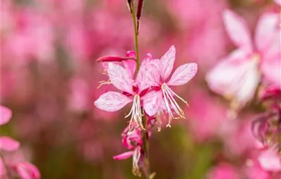 Gaura lindheimeri 'Siskiyou Pink' Gaura lindheimeri 'Siskiyou Pink'