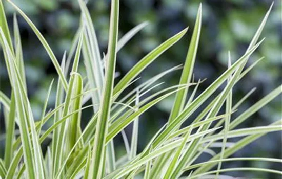 Carex morrowii 'Goldband'
